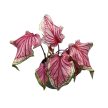 Caladium 'Sweetheart'