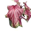 Caladium 'Sweetheart'