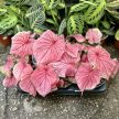 Caladium 'Sweetheart'