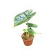 Alocasia 'Golden Bone' (mini)