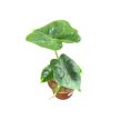 Alocasia 'Golden Bone' (mini)