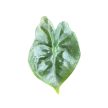 Alocasia 'Golden Bone' (mini)