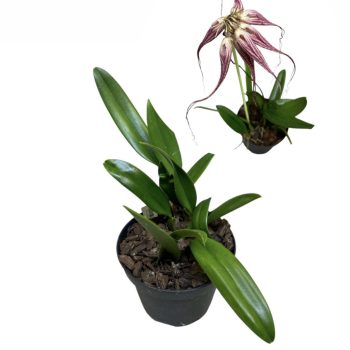   Cirrhopetalum 'Elisabeth Ann Buckleberry' (virágzóképes)