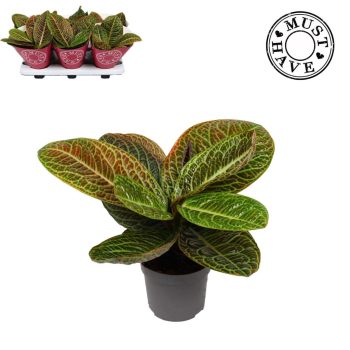 Labisia obtustifolia 'Zebra' (XL)