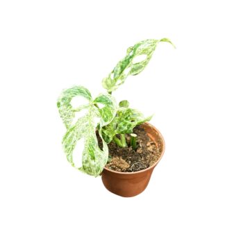 Monstera sp. 'Frozen Freckles'