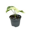 Alocasia baginda 'Dragon Scale Mint Variegata'