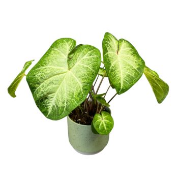 Caladium bicolor 'Aaron'