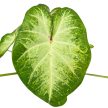 Caladium bicolor 'Aaron'