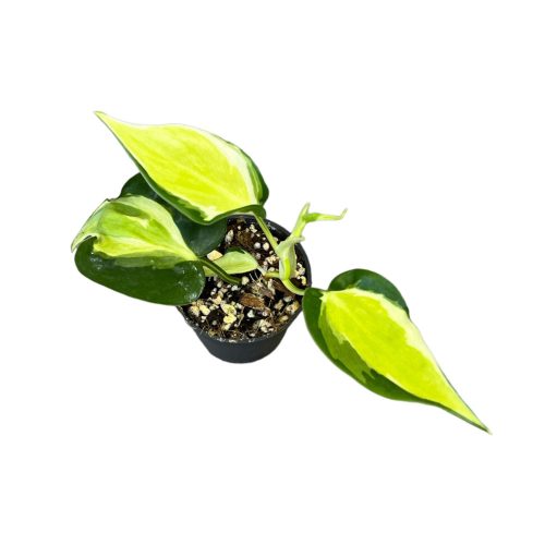 Philodendron hederaceum var. oxycardium 'Cream Splash' (Inplanted) 6 cm