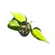 Philodendron hederaceum var. oxycardium 'Cream Splash' (Inplanted) 6 cm