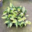 Philodendron hederaceum var. oxycardium 'Cream Splash' (Inplanted) 6 cm