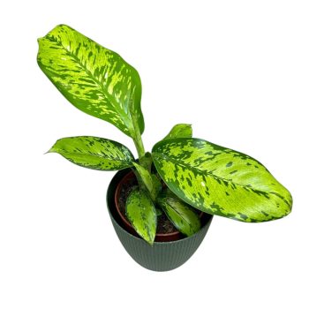 Dieffenbachia ‘Camouflage’