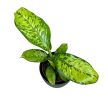 Dieffenbachia ‘Camouflage’