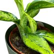 Dieffenbachia ‘Camouflage’