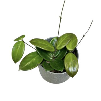 Hoya vangviengiensis