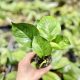 Epipremnum aureum "Happy Green" (Grower's Select)