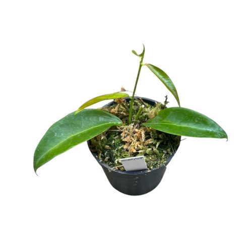 Hoya rubida (Inplanted)