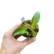 Hoya rubida (Inplanted)