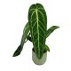 Anthurium warocqueanum extra