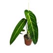 Anthurium warocqueanum