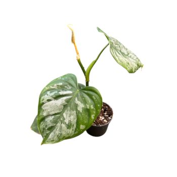 Philodendron brandtianum 'Wild Form' (Inplanted)