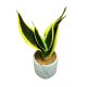 Sansevieria trifasciata 'Black Star' (Anyósnyelv)