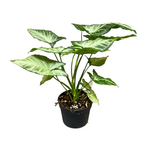 Syngonium sp. 'Silver Ash' extra (Inplanted)