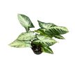 Syngonium sp. 