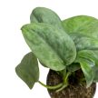 Scindapsus pictus 'Silver Tatto'