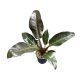Philodendron 'Imperial Red'