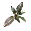 Philodendron 'Imperial Red'