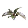 Philodendron 'Imperial Red'