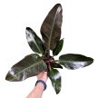 Philodendron 'Imperial Red'