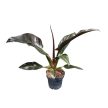 Philodendron 'Imperial Red'