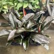 Philodendron 'Imperial Red'