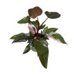 Philodendron erubescens 'Pink Princess'