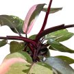 Philodendron erubescens 'Pink Princess'