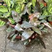 Philodendron erubescens 'Pink Princess'