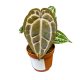 Anthurium Michelle® (DocBlock)