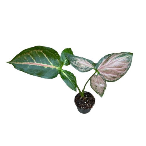 Syngonium podophyllum 'Orm Nak' (Inplanted)