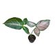 Syngonium podophyllum 'Orm Nak' (Inplanted)