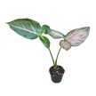 Syngonium podophyllum 'Orm Nak' (Inplanted)
