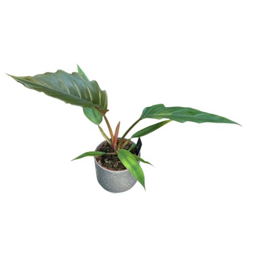 Philodendron bipinnatifidum ‘Choco Empress’
