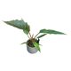 Philodendron bipinnatifidum ‘Choco Empress’