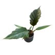 Philodendron bipinnatifidum ‘Choco Empress’