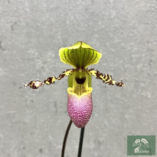 Paphiopedilum victoria-regina (Papucsorchidea)