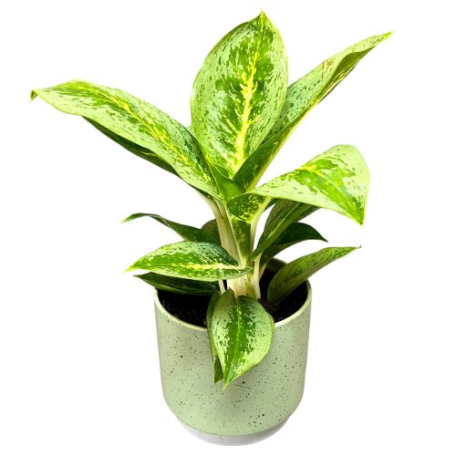 Aglaonema ‘Lemon Mint’