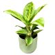 Aglaonema ‘Lemon Mint’