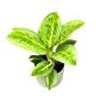 Aglaonema ‘Lemon Mint’