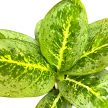 Aglaonema ‘Lemon Mint’